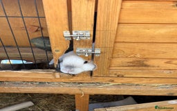 Mini Lop rabbits for sale: Autumn babies - Image 25