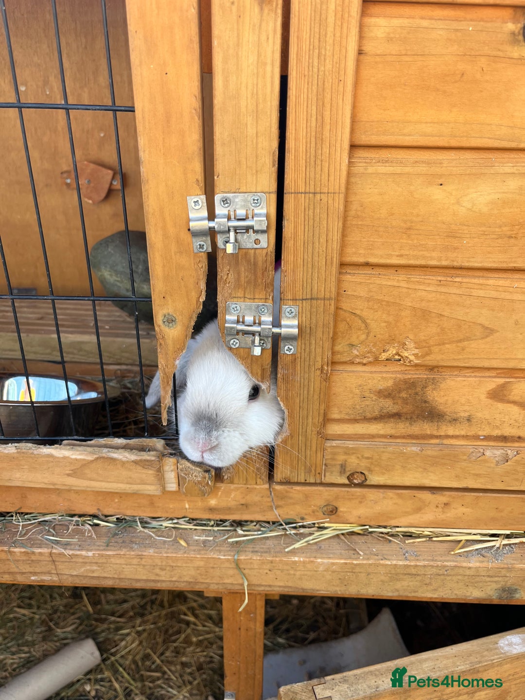 Mini Lop rabbits for sale: Autumn babies - Image 25