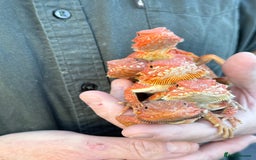 Bearded Dragon reptiles for sale: Bearded Dragon Babies  - Image 5