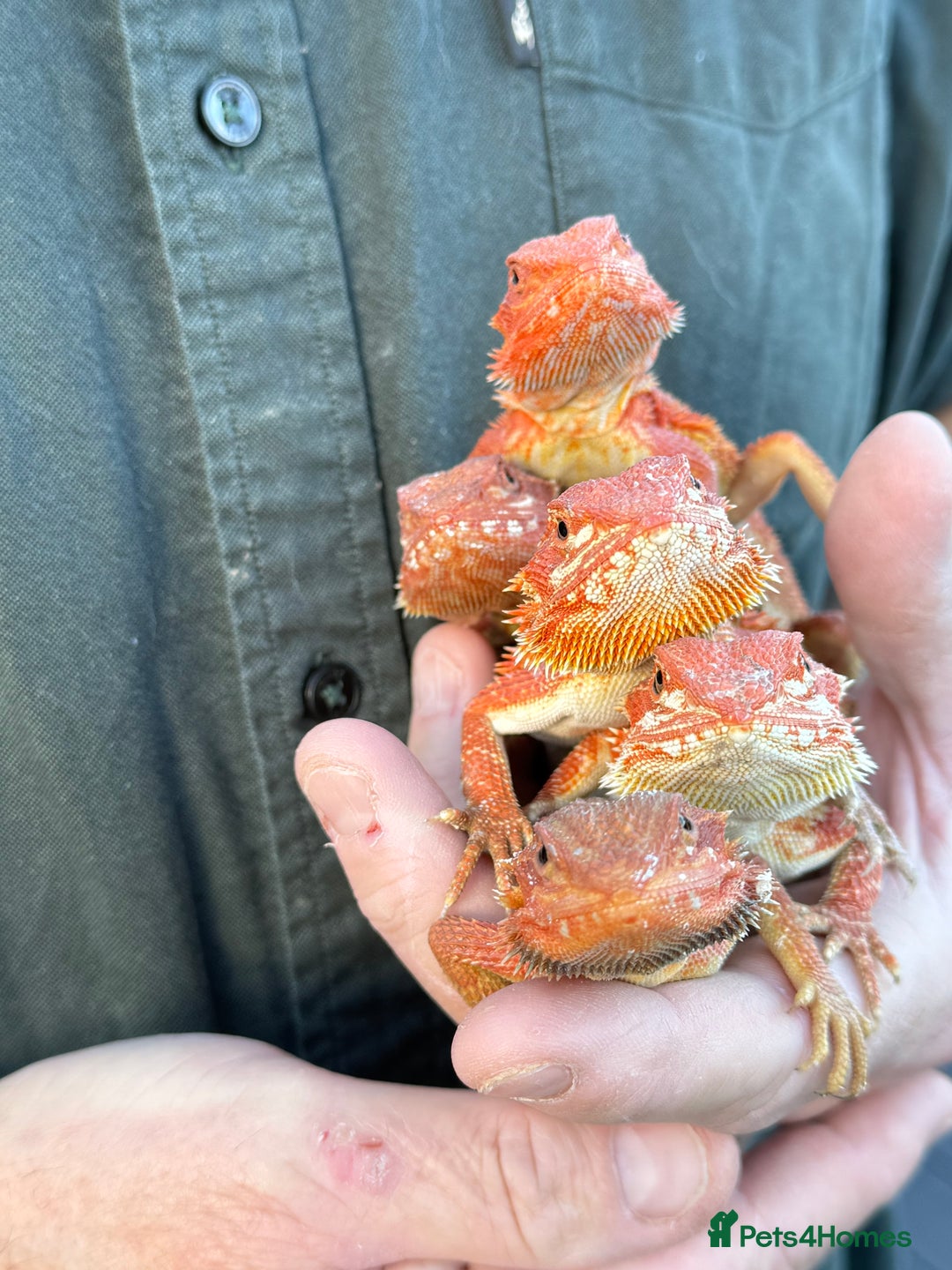 Bearded Dragon reptiles for sale: Bearded Dragon Babies  - Image 5