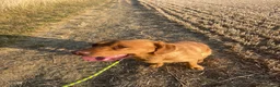 Labrador Retriever dogs for sale: Gorgeous foxred Labrador  - Advert 2