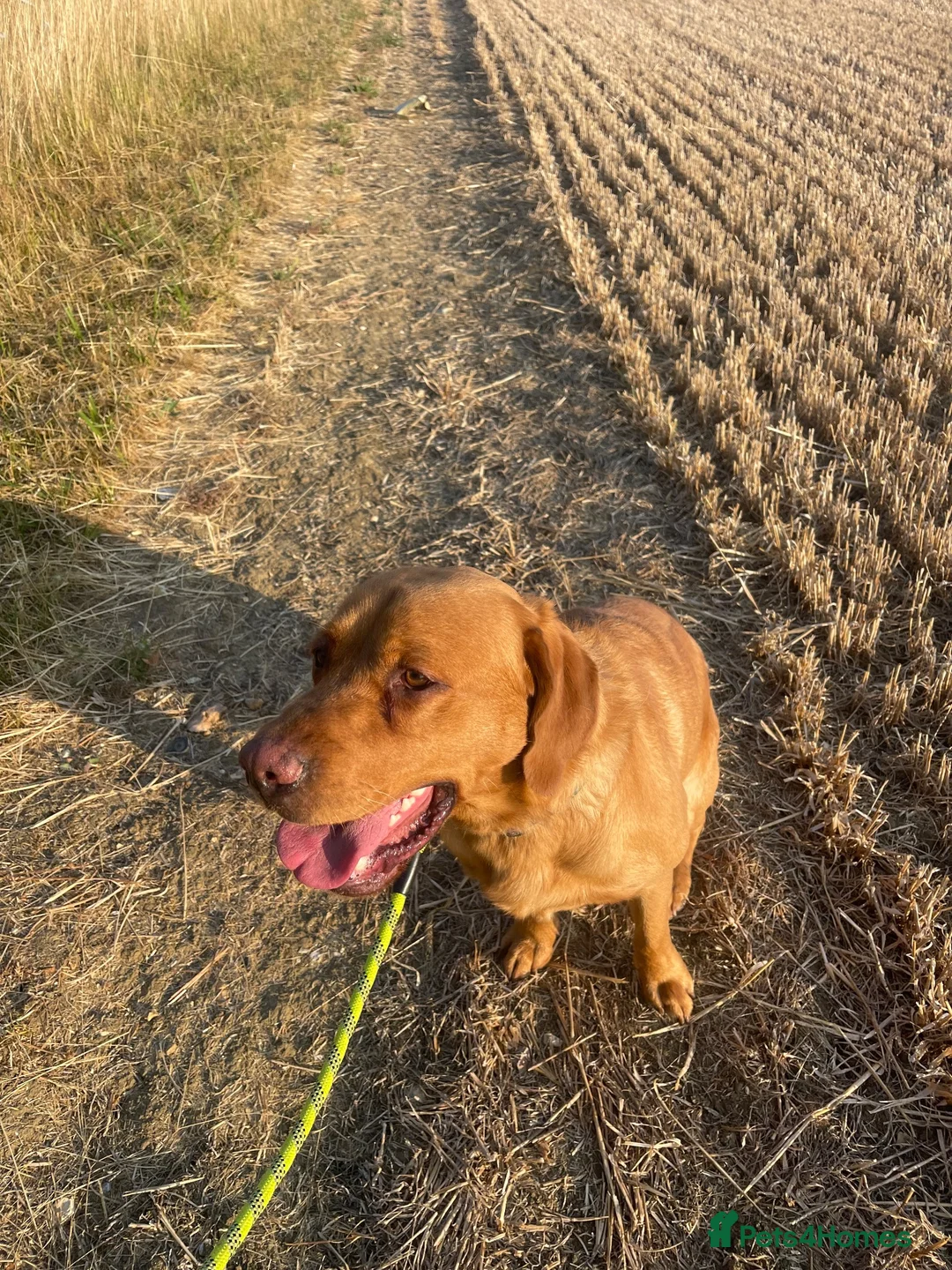 Labrador Retriever dogs for sale: Gorgeous foxred Labrador  - Advert 2