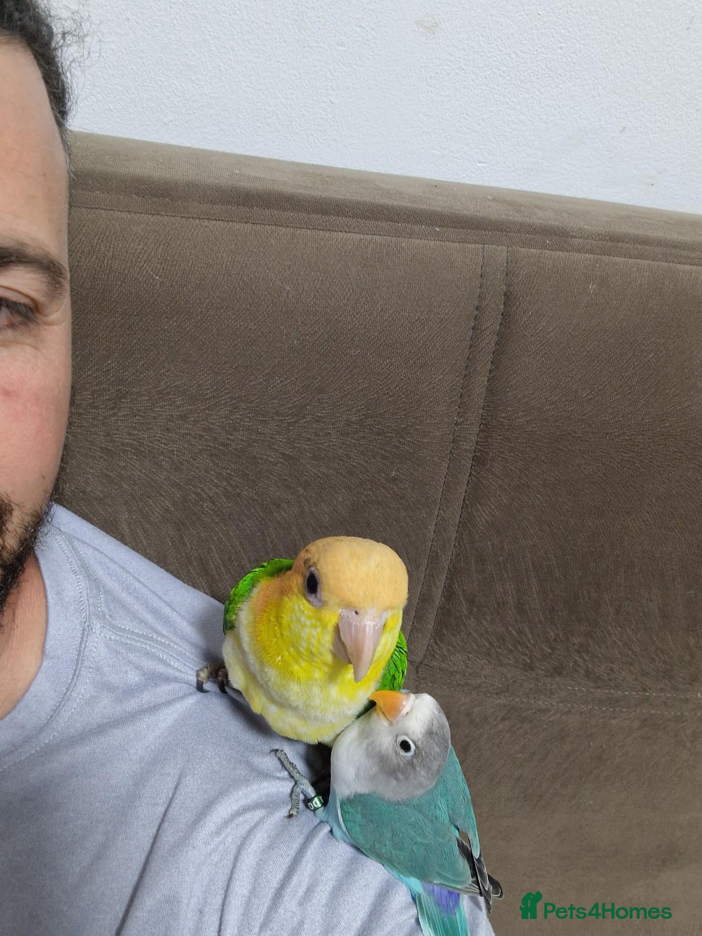 Parrots birds Caique parrot - Advert 2