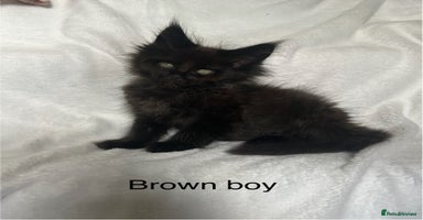 Maine Coon cats - Advert 10
