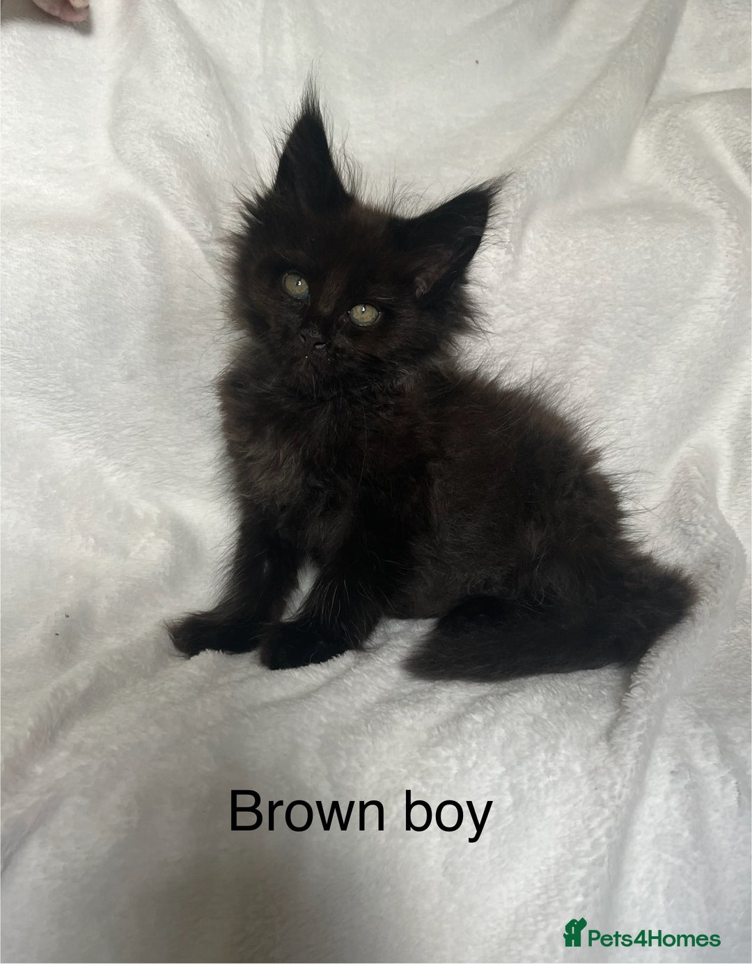Maine Coon cats for sale: Stunning Maincoon kittens - Image 5