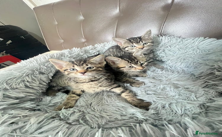 Domestic Shorthair cats - Advert 5
