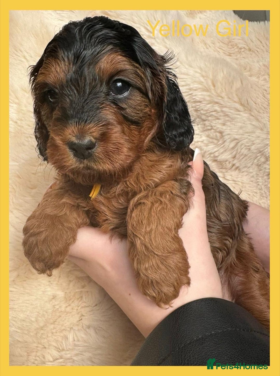 Cockapoo dogs for sale: Stunning F1 Cockerpoo Puppies  - Advert 6