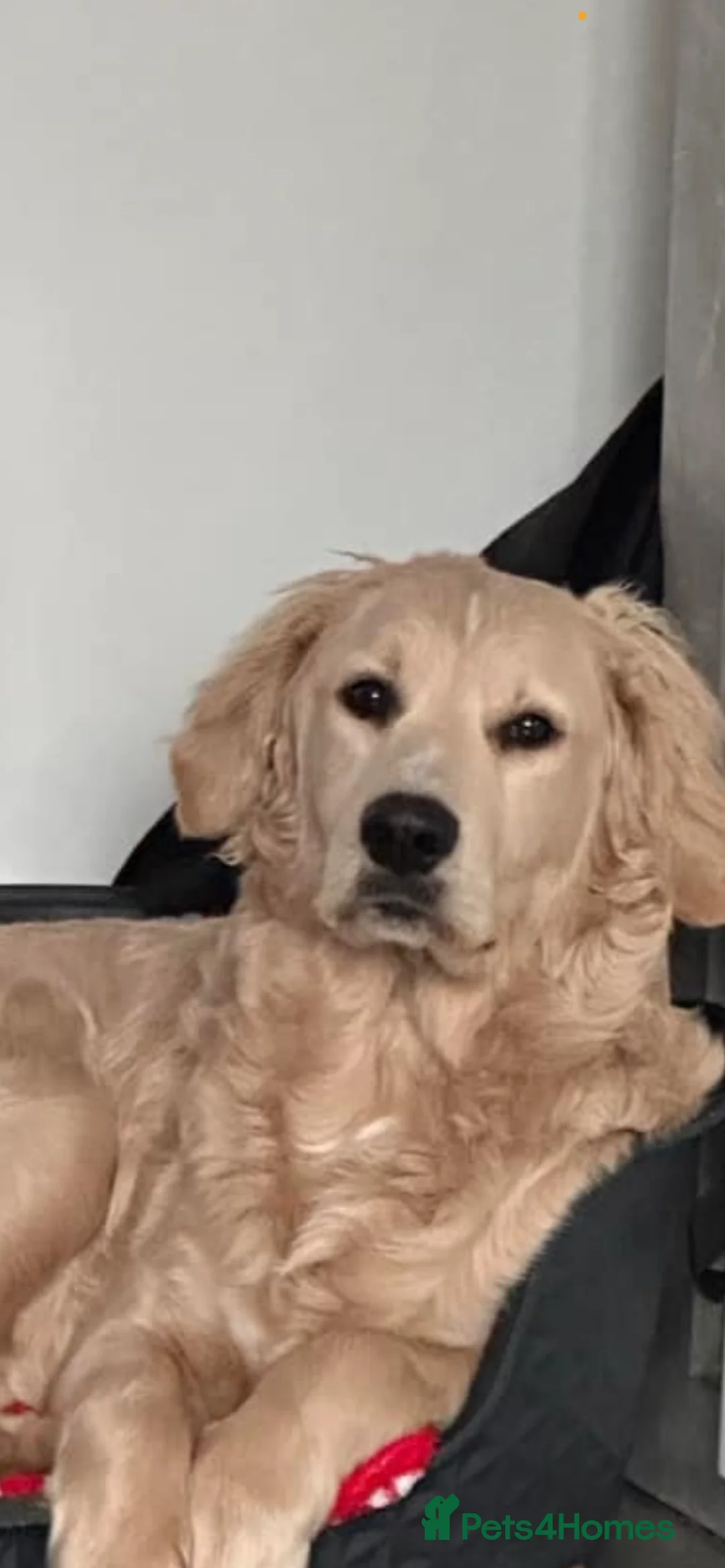 Goldendoodle dogs for sale: Goldendoodle - Advert 1