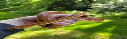 Corn Snake reptiles for sale: Adult male het scaleless palmetto anery  - Advert 1