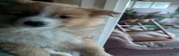 Pomeranian dogs for sale: Beautiful Pomeranian Puppies Ready Now in Nottingham - Advert 27