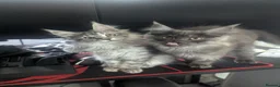 Maine Coon cats for sale: Exceptional Maine Coon Kittens for Loving Homes - Advert 5