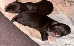 Chihuahua dogs for sale: 2x Purebred Chihuahua⭐️⭐️ - Image 1