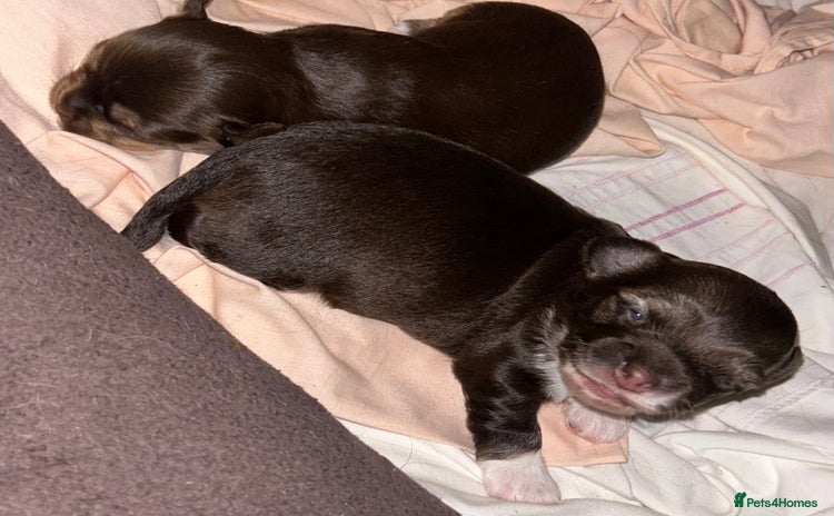 Chihuahua dogs - Advert 14