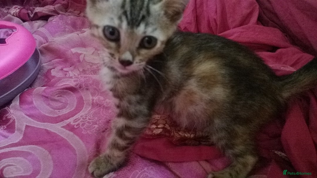 Mixed Breed cats for sale: Six Lovely Brown and Ginger Kittens - Image 3