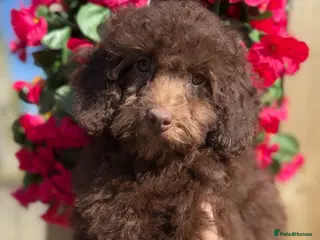 Miniature Poodle dogs 🩷💜Stunning Chocolate Mini Poodle Girls💛💜 - Advert 5
