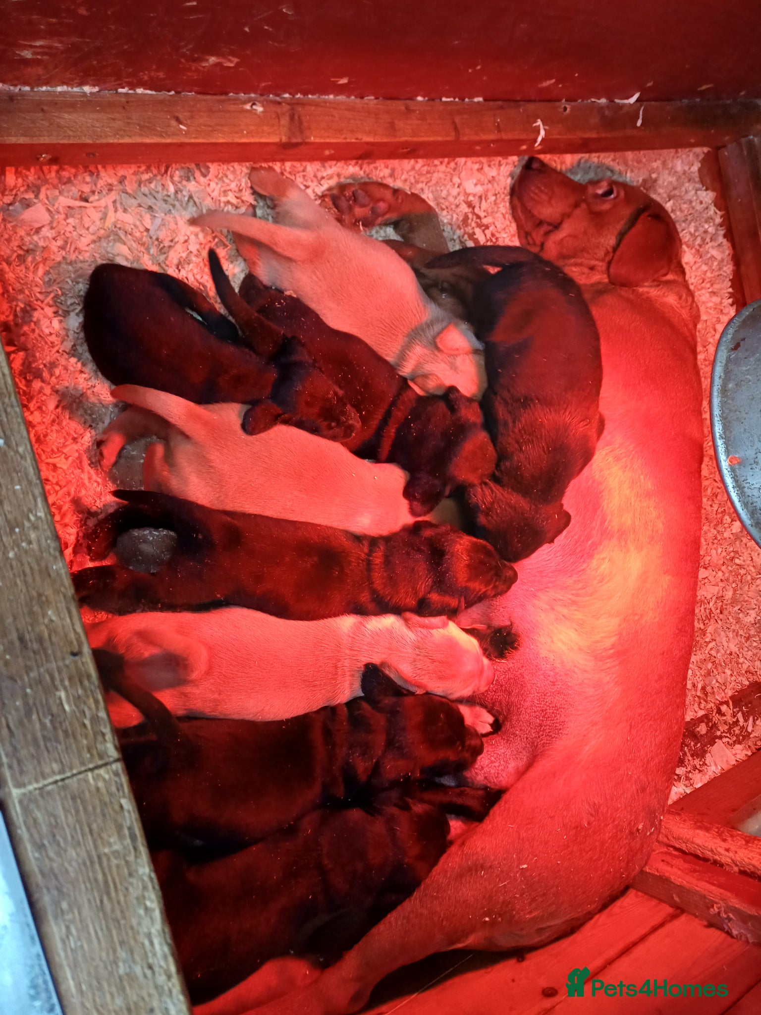 Labrador Retriever dogs Lovely labrador puppies - Advert 2