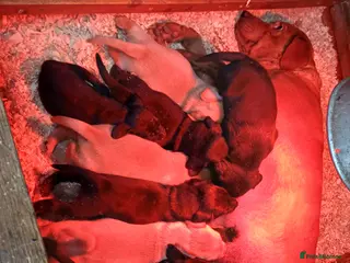 Labrador Retriever dogs Lovely labrador puppies - Advert 5