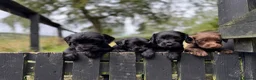 Sprocker dogs for sale: Sprocker puppies make ideal pets! - Advert 15