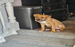 Bullmastiff dogs for sale: Female bullmastiff puppy  - Image 3