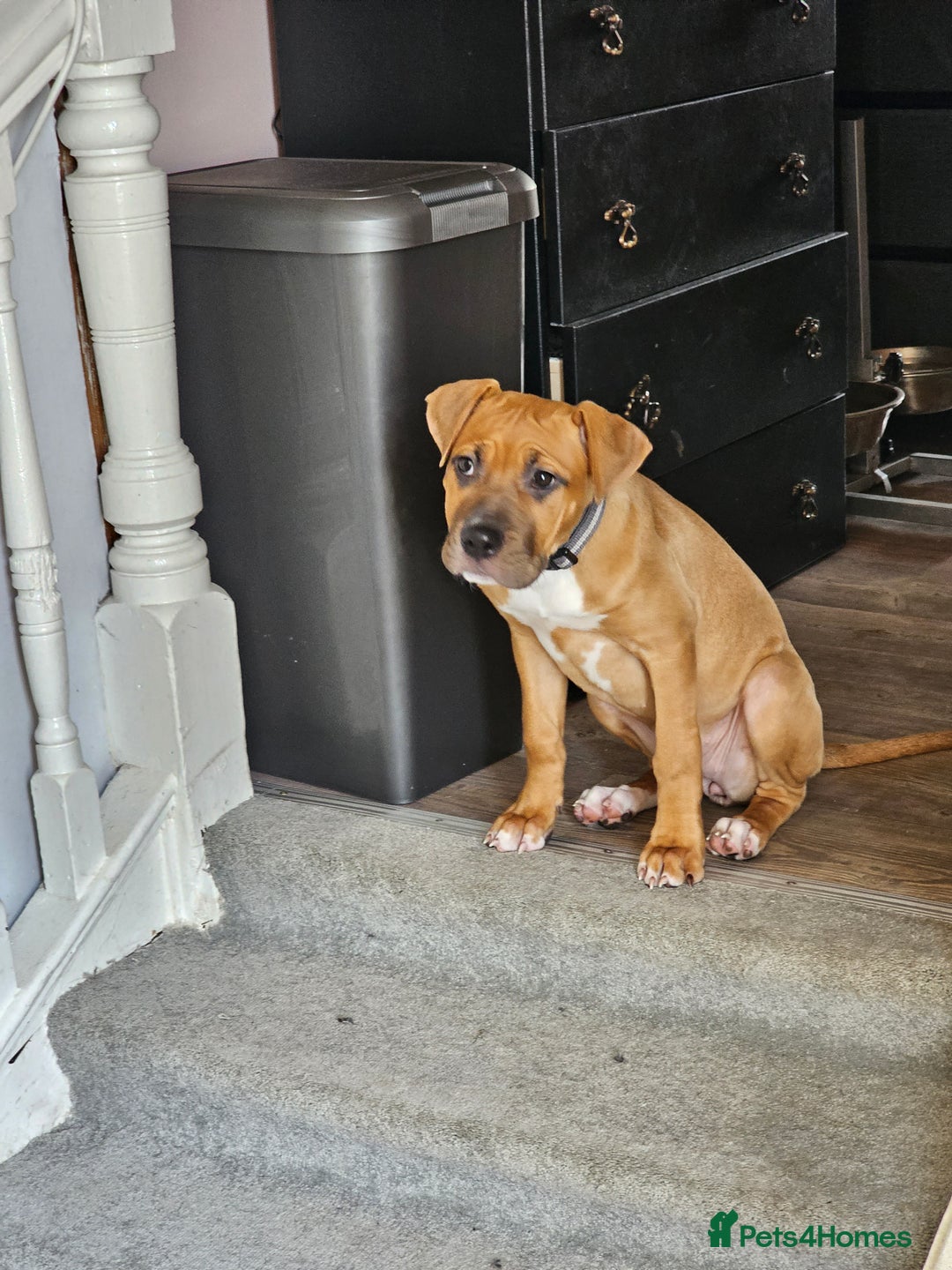 Bullmastiff dogs for sale: Female bullmastiff puppy  - Image 3