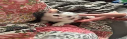Mixed Breed cats for sale: 4 kittens for sale - Advert 11
