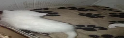 British Shorthair cats for sale: Beautiful Persian/  British shorthair kittens - Advert 5