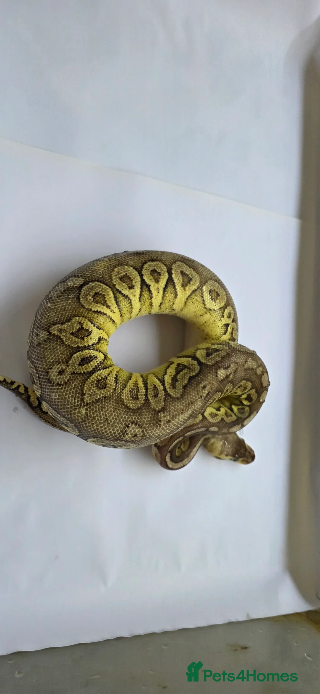 Python Snake reptiles for sale: Various ball pythons  - Advert 2