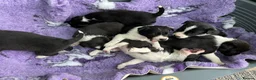 Border Collie dogs for stud: PROVEN ISDS & KC Reg Working Border Collie in Farnborough - Advert 4