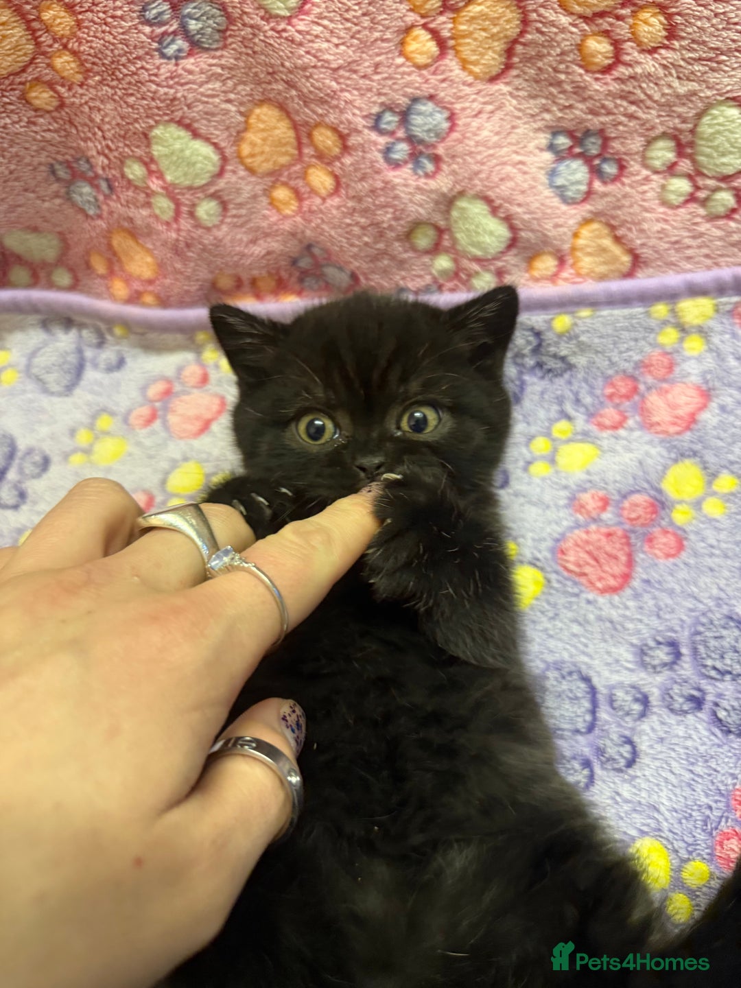 British Shorthair cats for sale: Champion Line British Shorthair Kittens - Advert 4