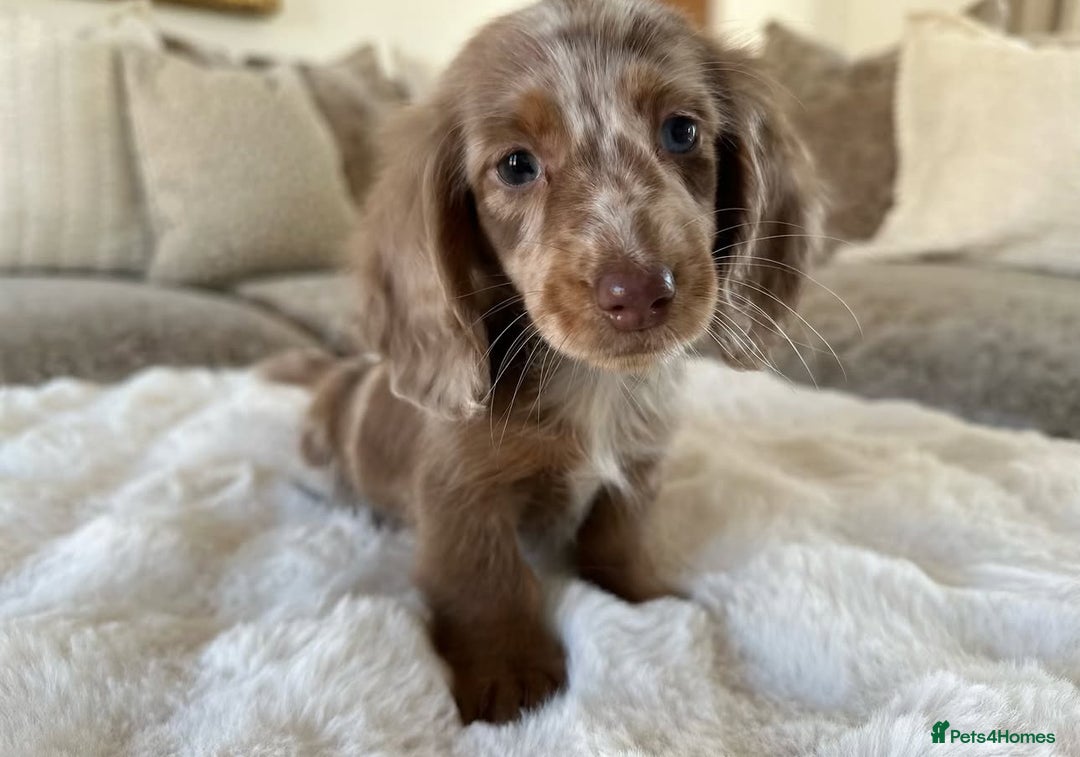 Miniature Dachshund dogs for stud: ✨chocolate and tan mini long haired dachshund ✨kc  - Image 5