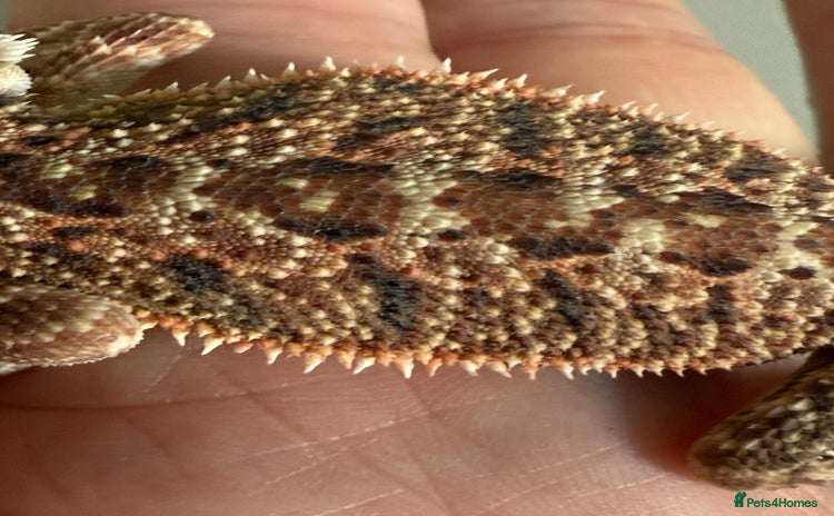 Bearded Dragon reptiles in Sutton - Advert 18