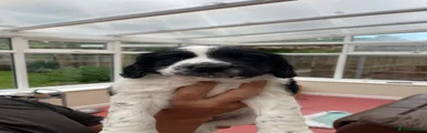 Sprocker 2