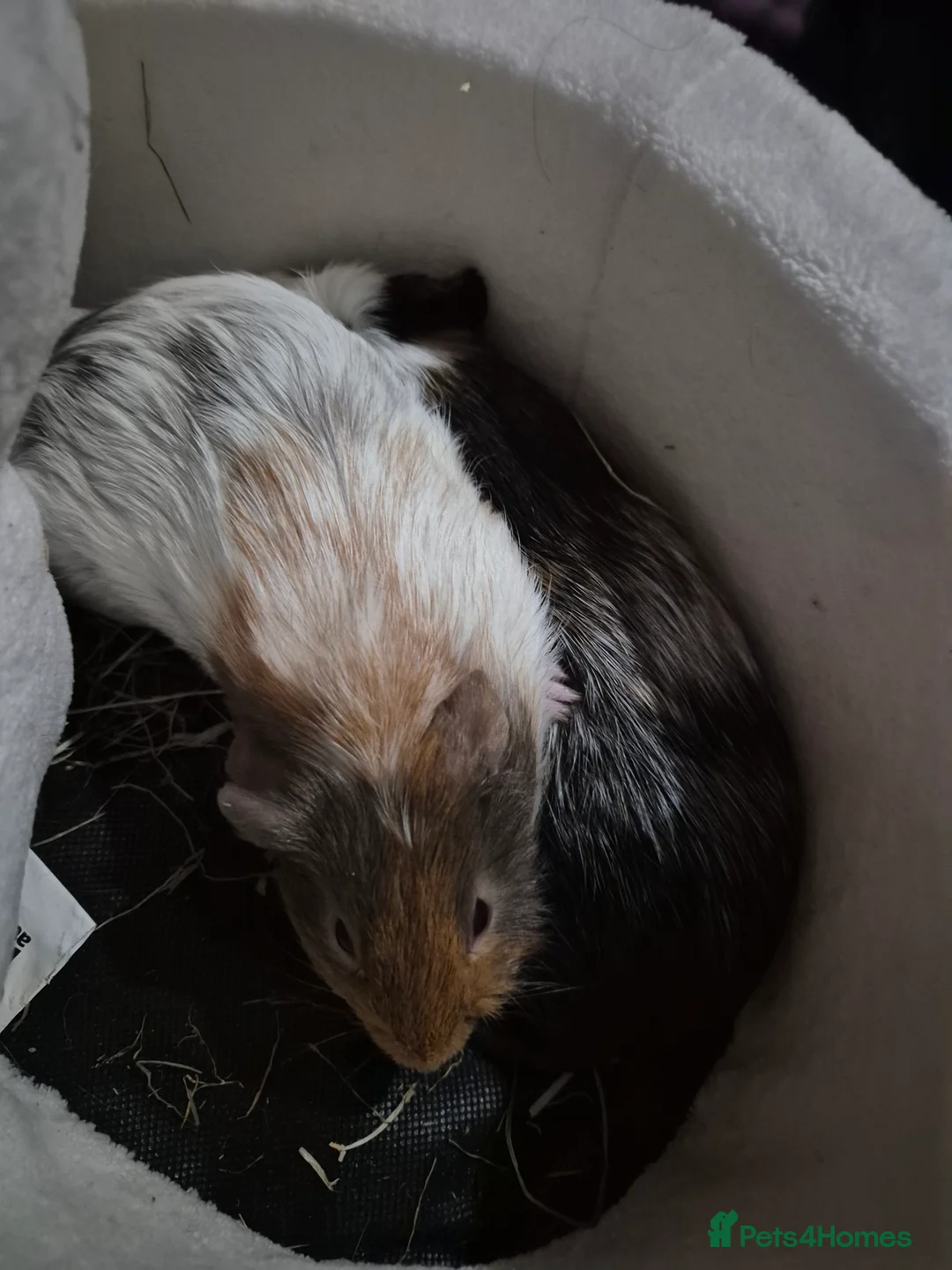 Guinea Pig rodents for sale: 2 male guinea pigs need rehoming asap.  in Ashford - Advert 1