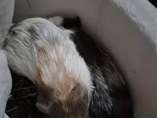 Guinea Pig rodents 2 male guinea pigs need rehoming asap. in Ashford - Advert 2