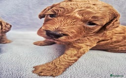 Toy Poodle dogs for sale: Exceptional Toy Poodles Health Tested&FamilyRaised - Image 5