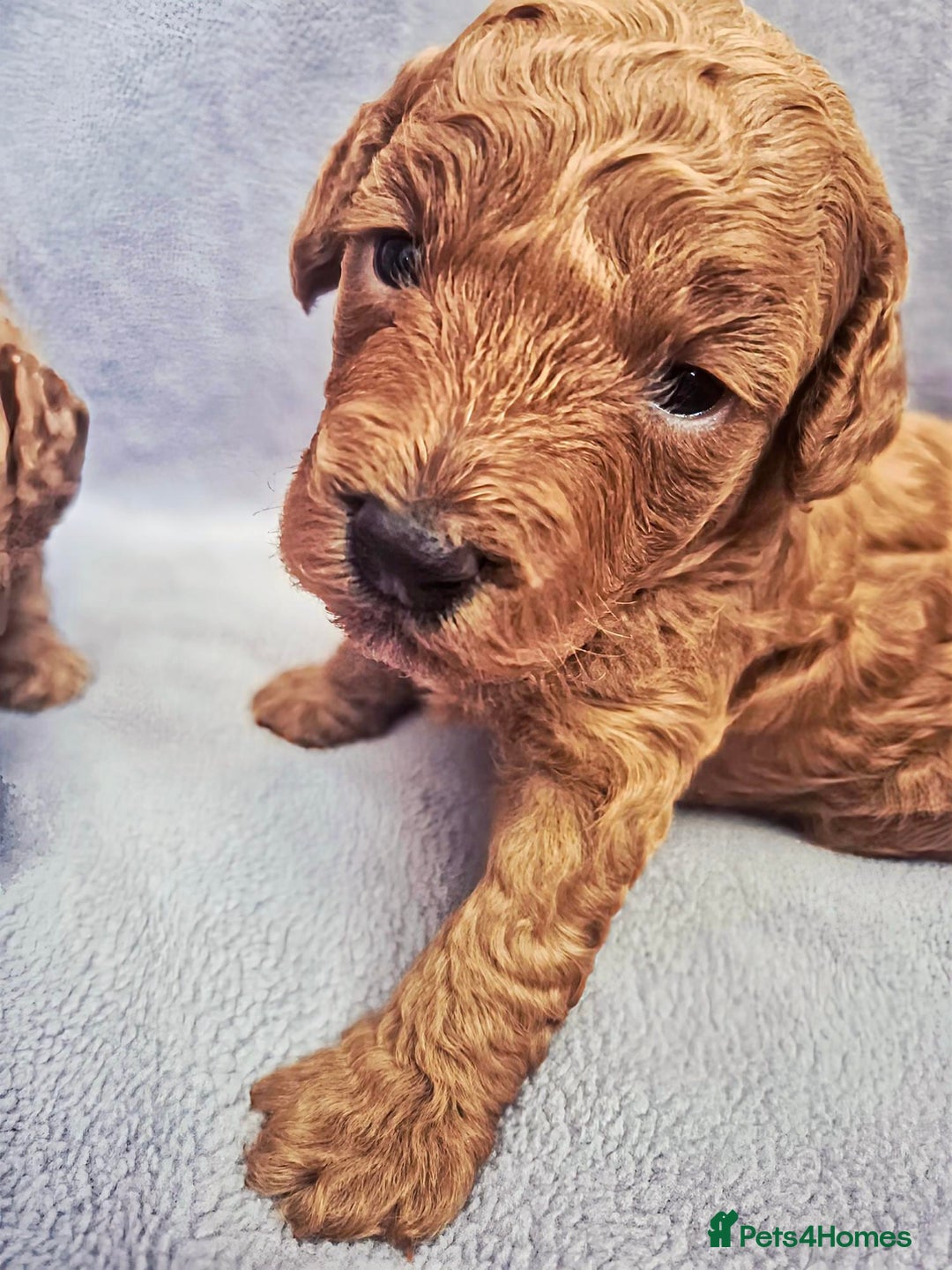 Toy Poodle dogs for sale: Exceptional Toy Poodles Health Tested&FamilyRaised - Image 5