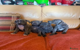 Staffordshire Bull Terrier dogs for sale: Adorable KC Reg/Health Tested SBT Puppies - Image 34