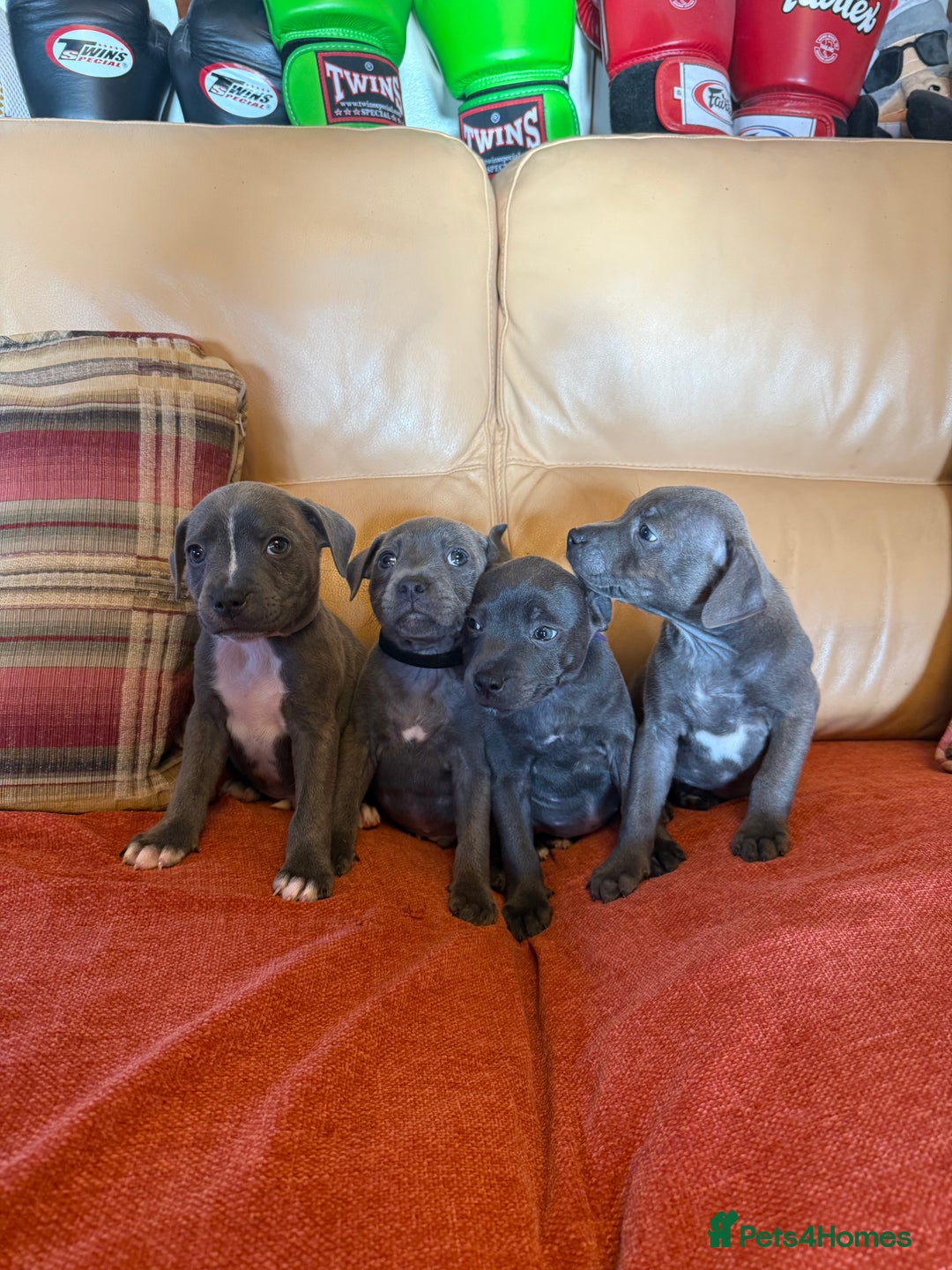 Staffordshire Bull Terrier dogs for sale: Adorable KC Reg/Health Tested SBT Puppies - Image 34