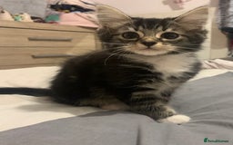 Mixed Breed cats for sale: READY NOW - 4 beautiful mixed breed kittens - Image 2