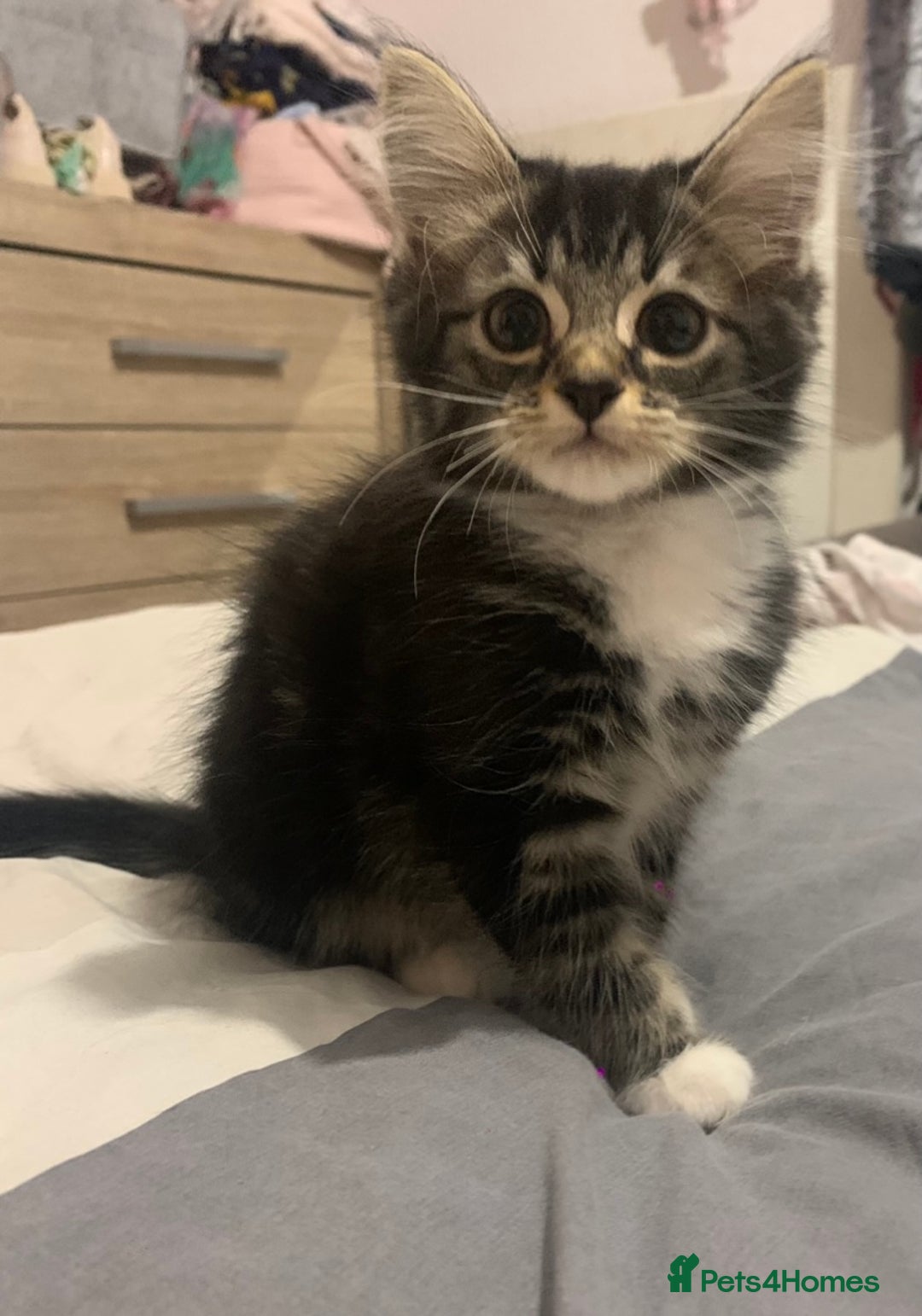 Mixed Breed cats for sale: READY NOW - 4 beautiful mixed breed kittens - Image 2
