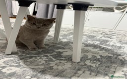 Brazilian Shorthair cats for sale: british short hair cats male  - Image 3