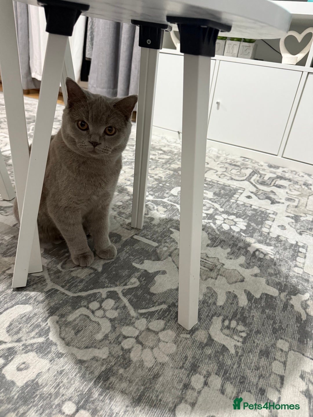 Brazilian Shorthair cats for sale: british short hair cats male  - Image 3