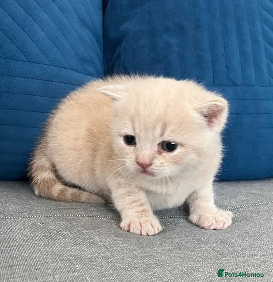 British Shorthair cats for sale: Rare colors British Shorthair kittens - Advert 20
