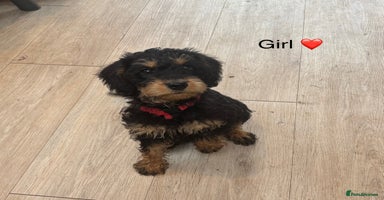 Mixed Breed dogs - Advert 7