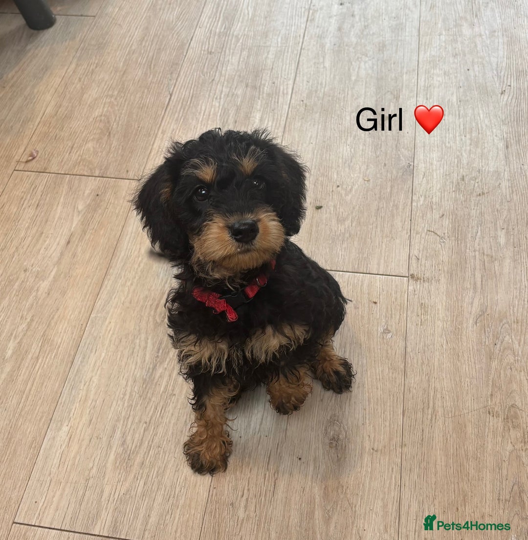 Mixed Breed dogs for sale: F1 MINI SCHNOODLE PUPPIES READY NOW - Image 4