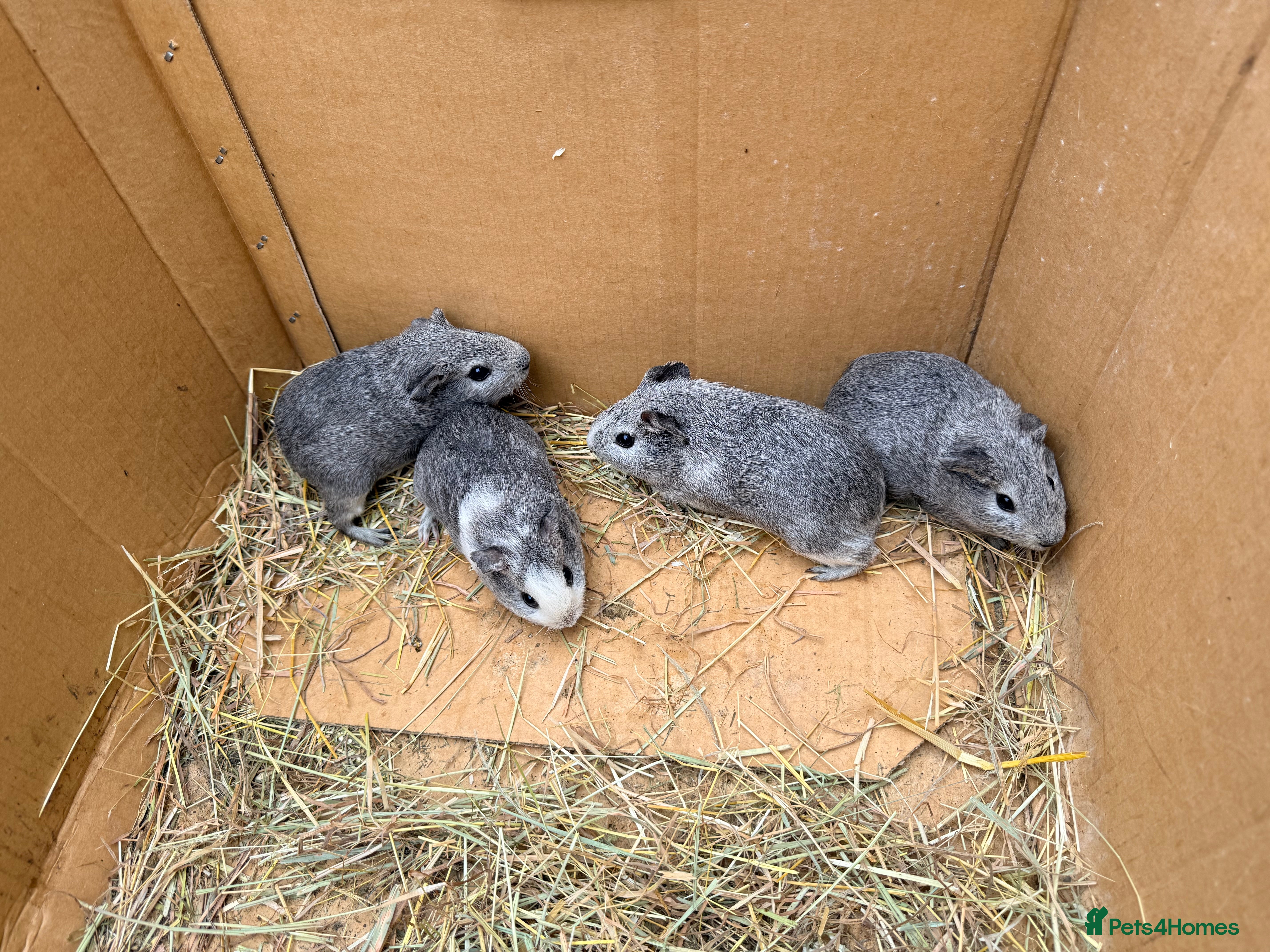 Guinea Pig rodents Baby boar Guinea pigs in Nottingham - Advert 21