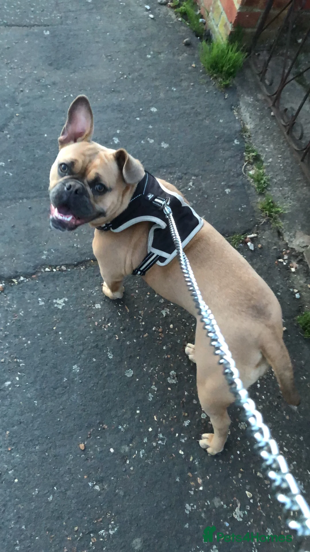 Mixed Breed dogs for sale: Dolly  - Advert 2