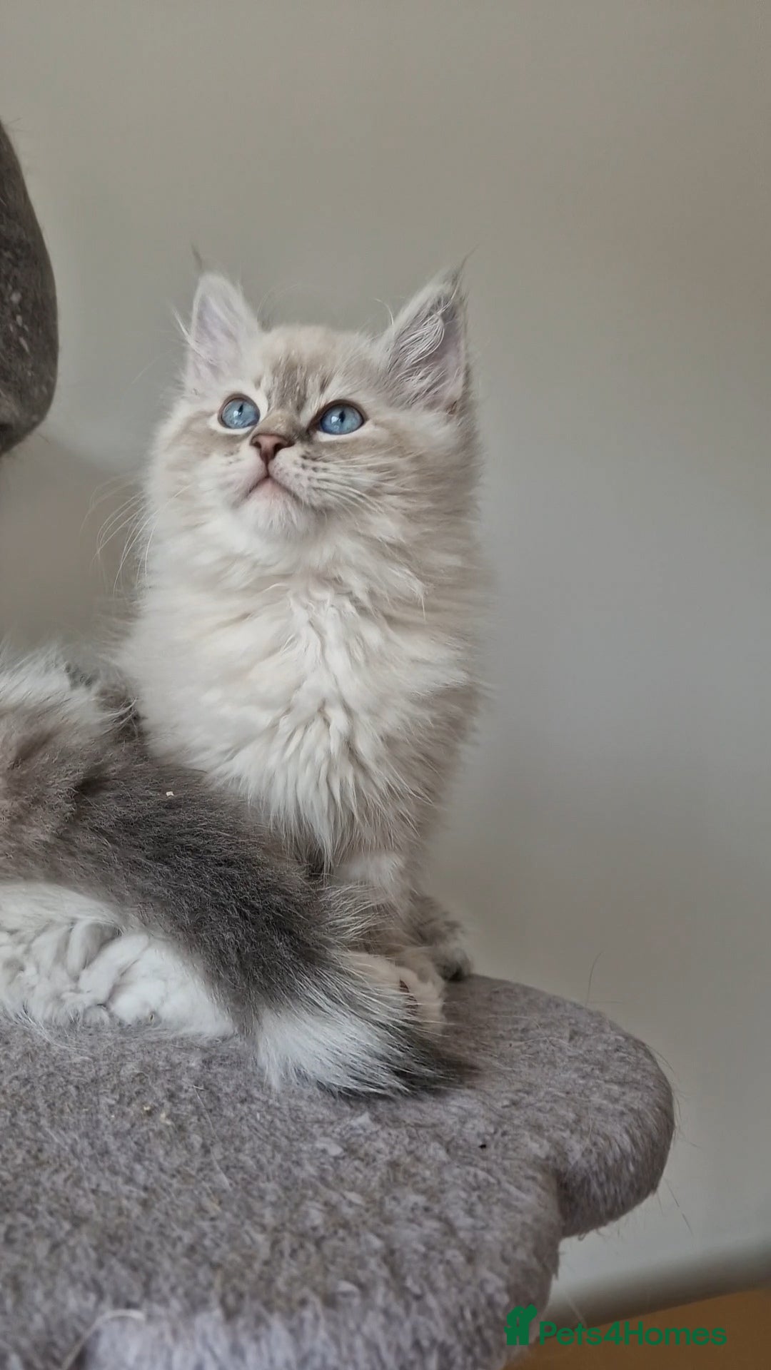Siberian cats LAST REMAINING GCCF Champion line siberian - Advert 1