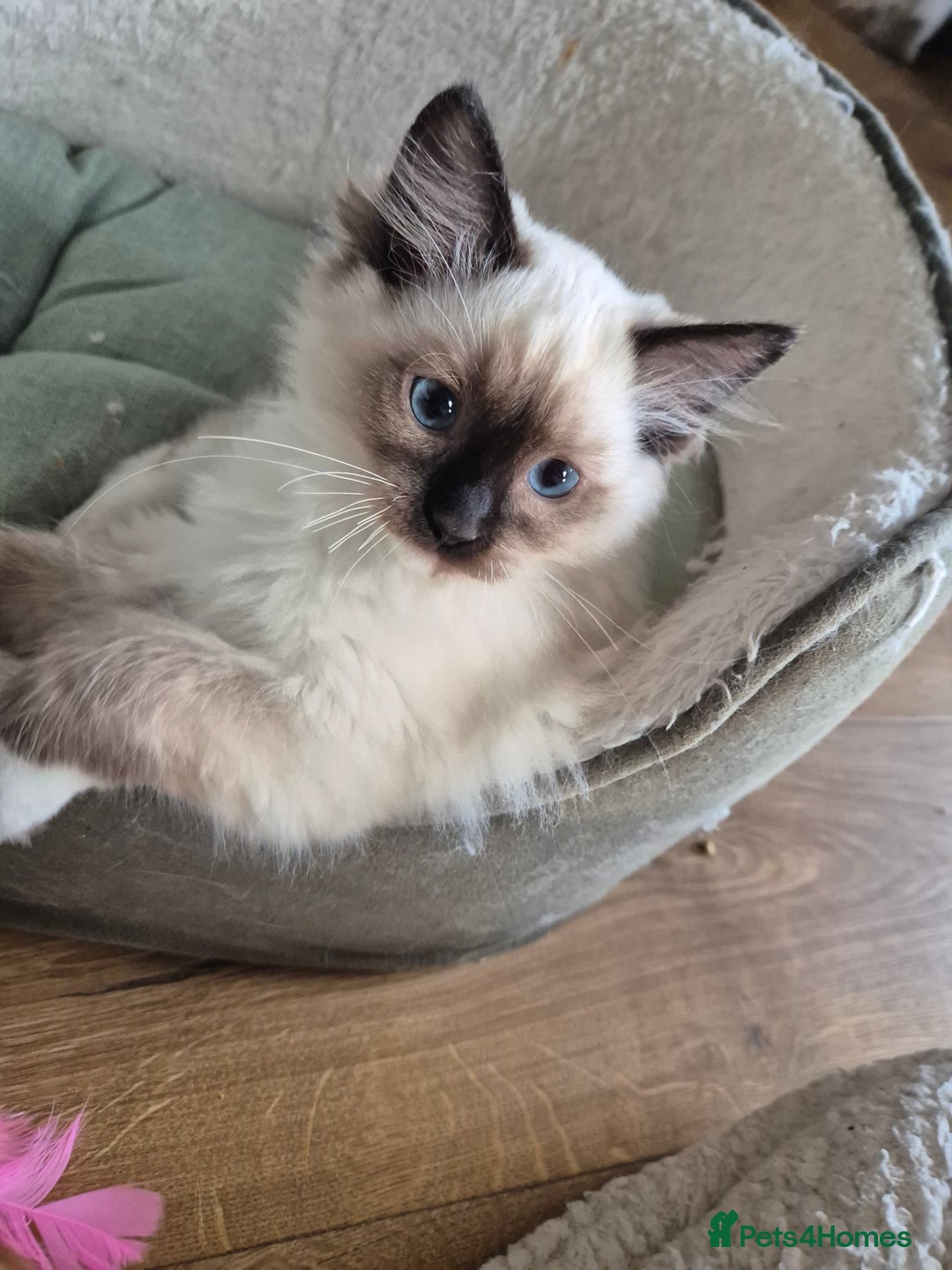 Ragdoll cats for sale: Last Two Blue-Eyed Ragdoll Kittens 💕 - Advert 9