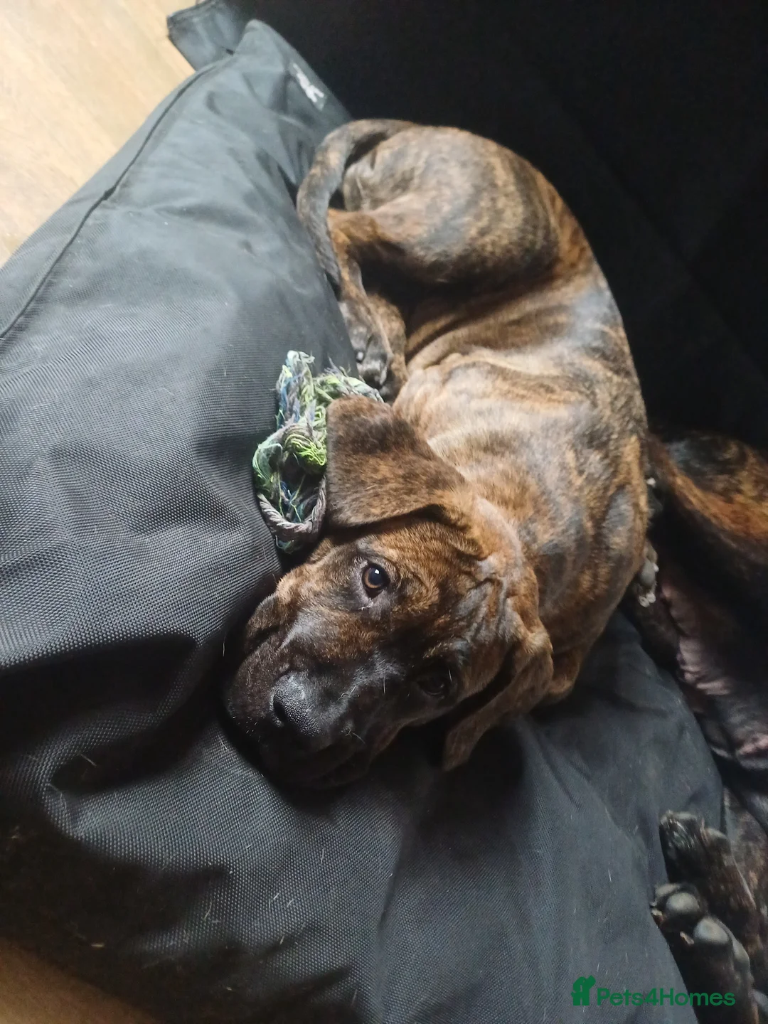 Mixed Breed dogs for sale: Serena 3 Month Old - Advert 2